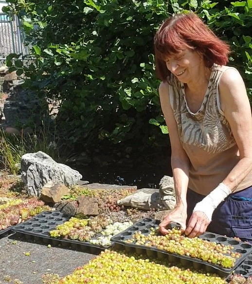 Dachbegrünung mit sedumpflanzen