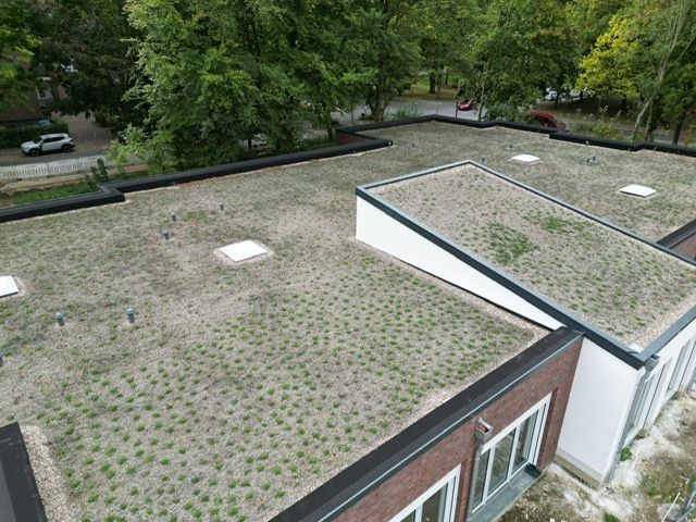 Frisch angelegte extensive Dachbegrünung mit Jungpflanzen