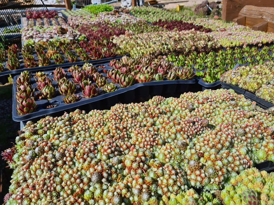 Sedumpflanzen für extensive Dachbegrünung