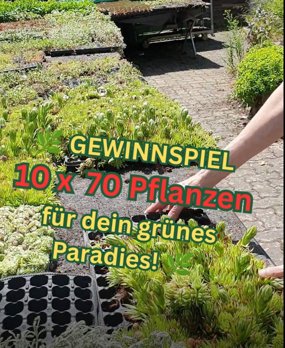 Sedumpflanzen und Hauswurz aus Freilandzucht
