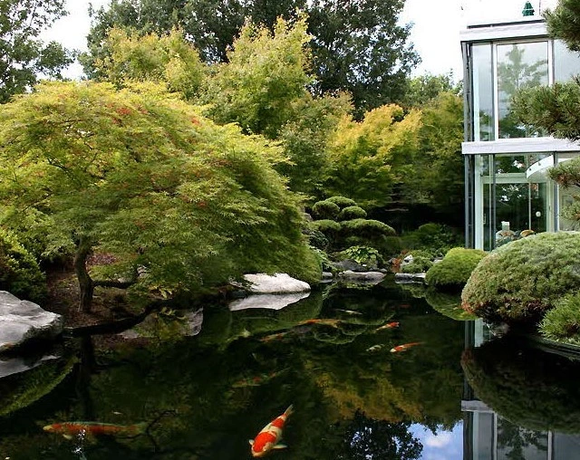 Koiteich im Japangarten