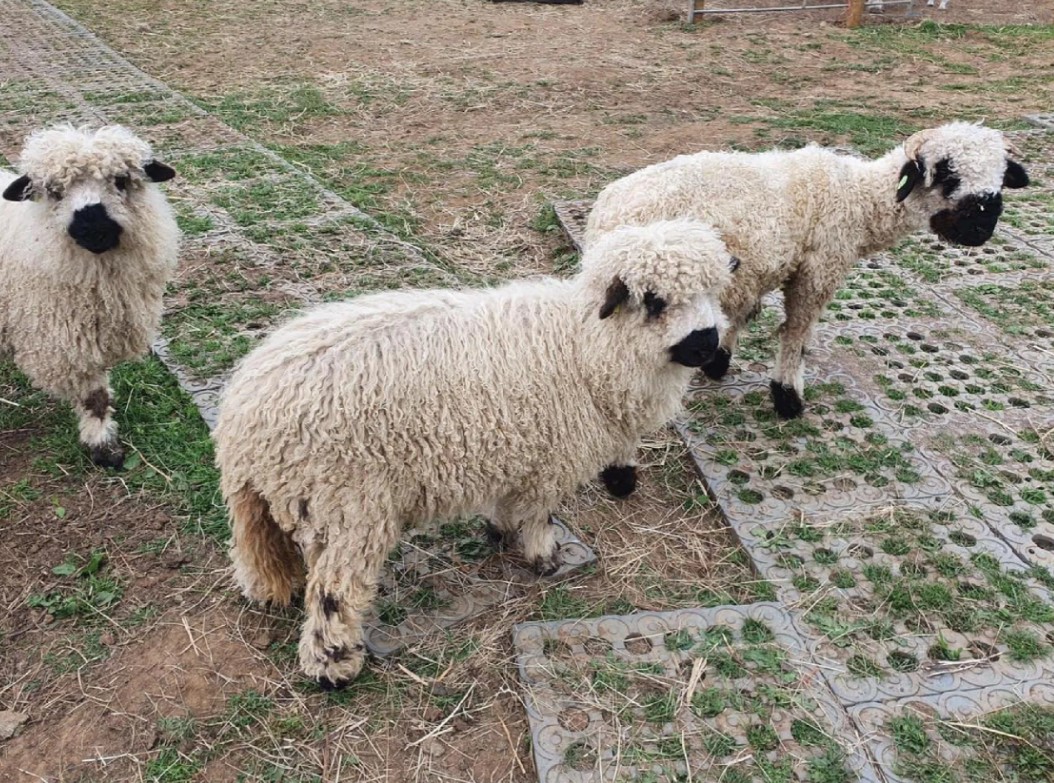 Bodenbeläge aus Kunststoff