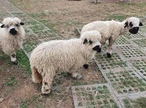 Bodenbeläge aus Kunststoff