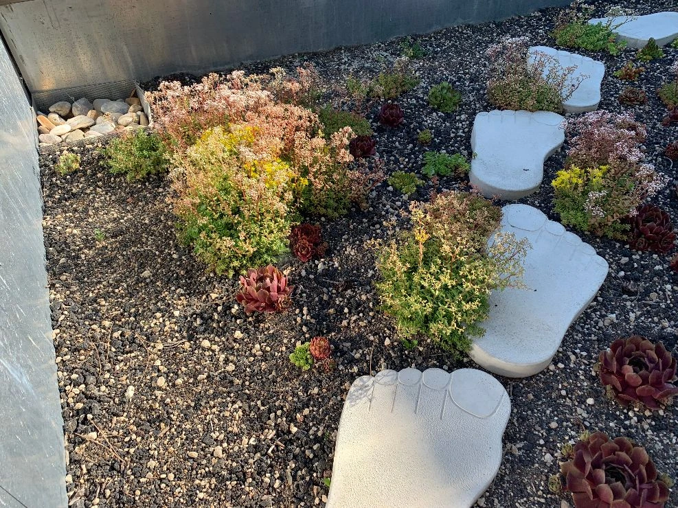 Pflanzen Dekoration fürs Dach