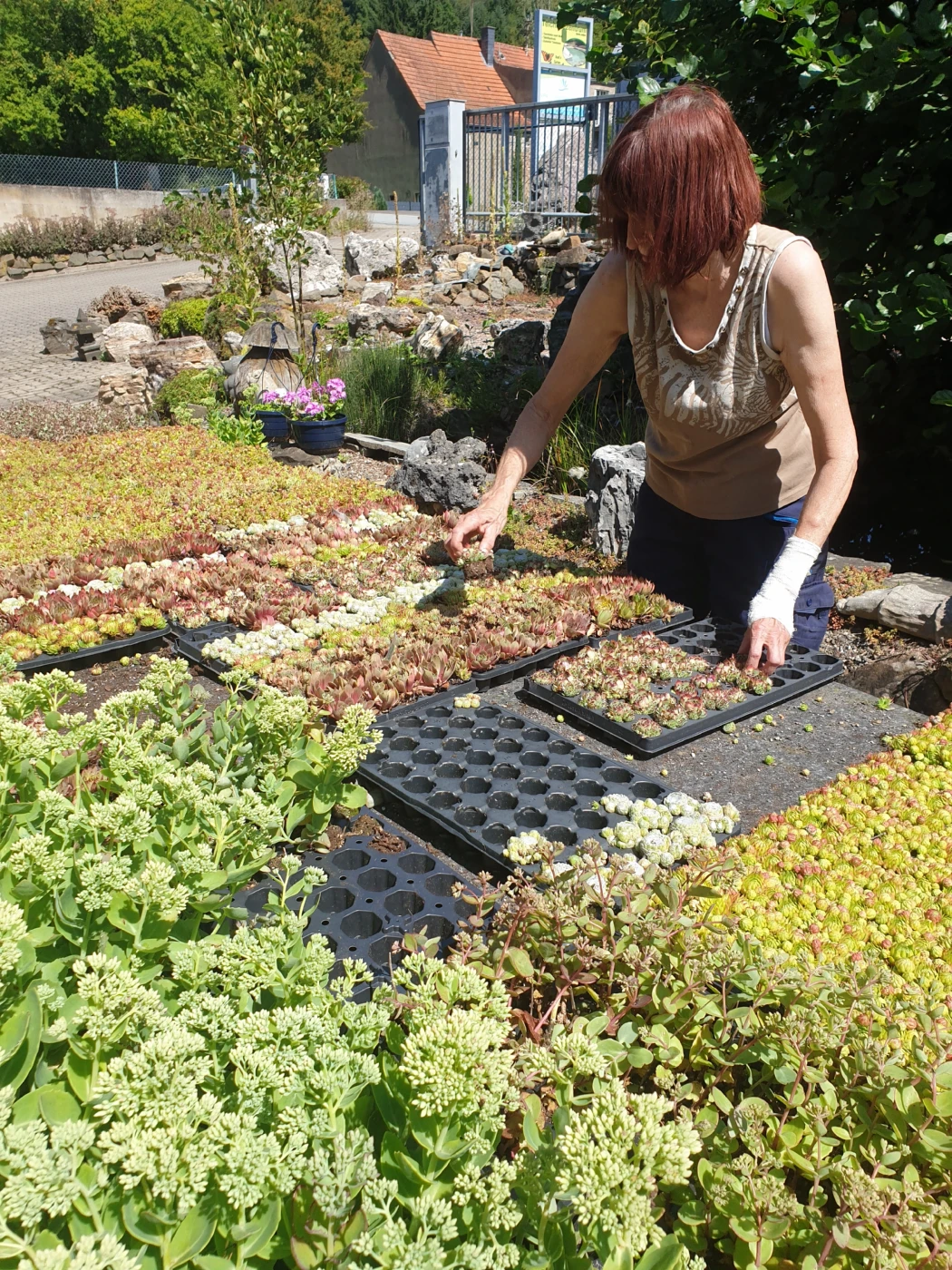 Sedumpflanzen werden versandfertig gemacht
