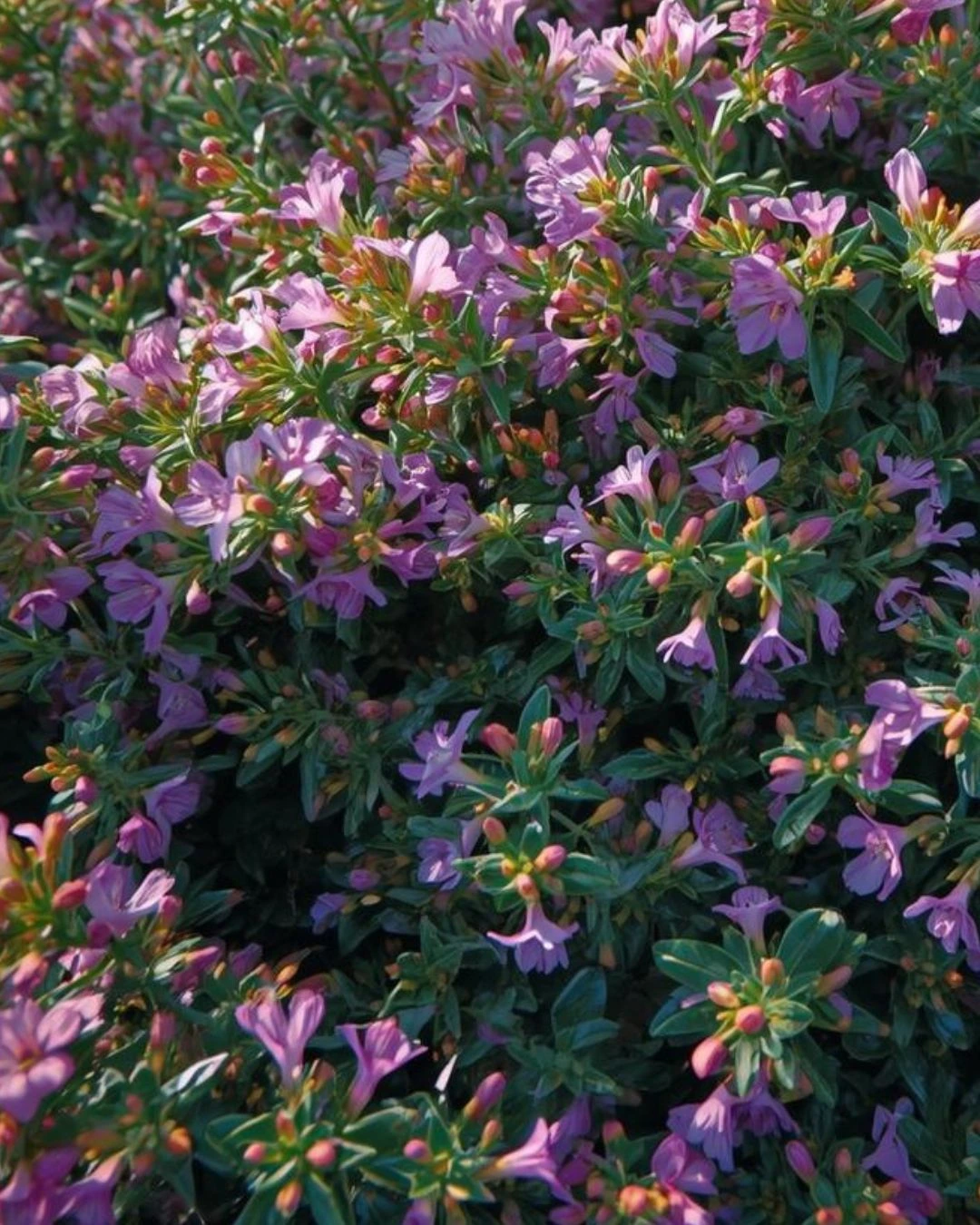 Thymian auf dem Dach, ein Festmahl für Binen